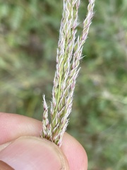 Digitaria californica