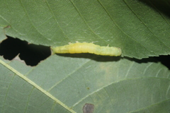 Panopoda