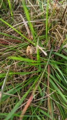 Psilocybe semilanceata
