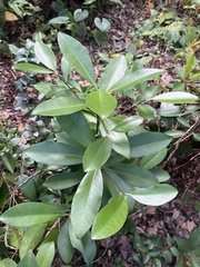 Ardisia