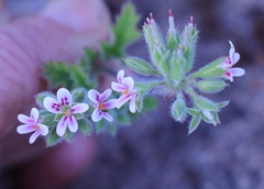 Pelargonium althaeoides