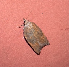 Acleris rhombana