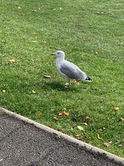 Larus argentatus