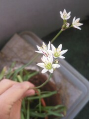 Nothoscordum