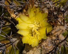 Copiapoa echinoides