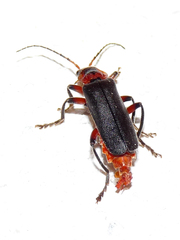 Cantharis rustica