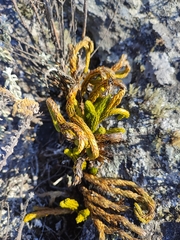 Phlegmariurus gnidioides