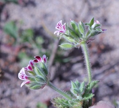Pelargonium althaeoides