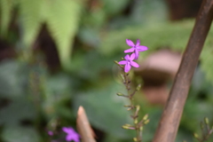 Pseuderanthemum alatum