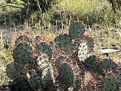 Opuntia macrocentra