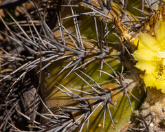 Copiapoa echinoides