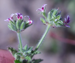 Pelargonium althaeoides