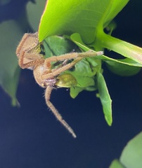 Neosparassus diana