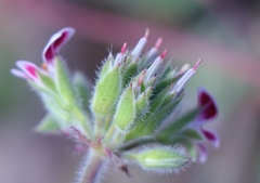 Pelargonium althaeoides
