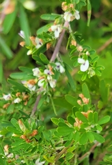 Lespedeza cuneata