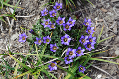 Gentiana arisanensis
