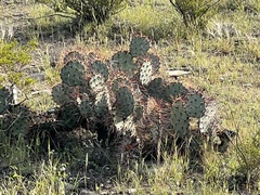 Opuntia macrocentra