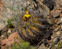 Copiapoa echinoides
