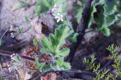 Pelargonium althaeoides