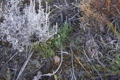 Protea venusta