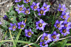 Gentiana arisanensis