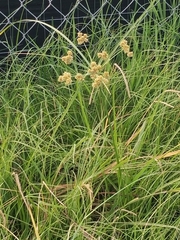 Cyperus entrerianus