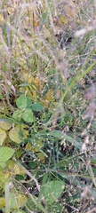 Panicum miliaceum ruderale