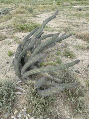 Stenocereus gummosus