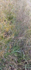 Panicum miliaceum ruderale