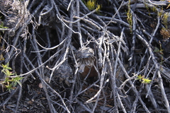 Protea venusta