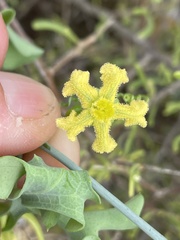 Ibervillea sonorae