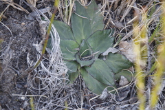 Hermas ciliata