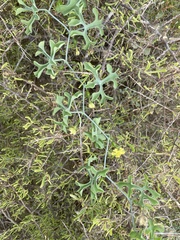 Ibervillea sonorae