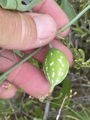 Ibervillea sonorae