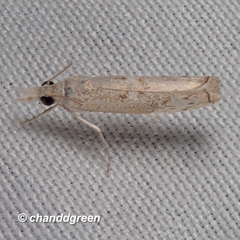 Culladia hastiferalis