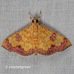 Isocentris filalis