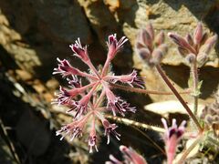 Pelargonium pilosellifolium