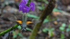Macroglossum corythus