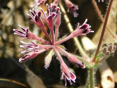 Pelargonium pilosellifolium