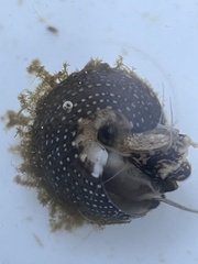 Agathistoma fasciatum