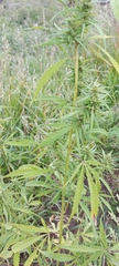 Cannabis sativa spontanea