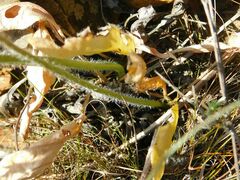 Pelargonium pilosellifolium