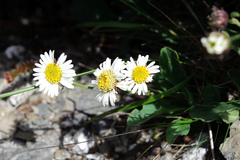 Aster takasagomontanus