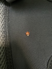 Harmonia axyridis