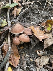 Armillaria ostoyae