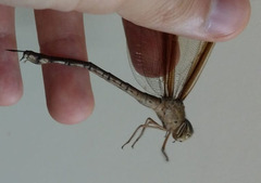 Gynacantha
