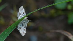 Sameodes cancellalis