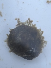 Agathistoma fasciatum