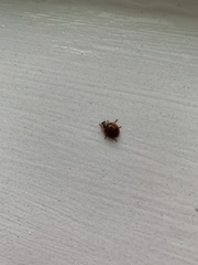 Harmonia axyridis