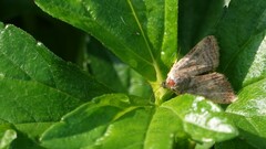 Helicoverpa armigera